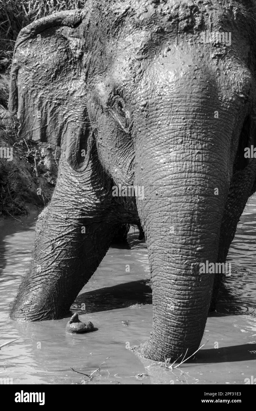 Potenza & Intelligenza - Un elefante asiatico si gode un bagno di fango fresco. Mae Taeng, Chiang Mai, Thailandia Foto Stock