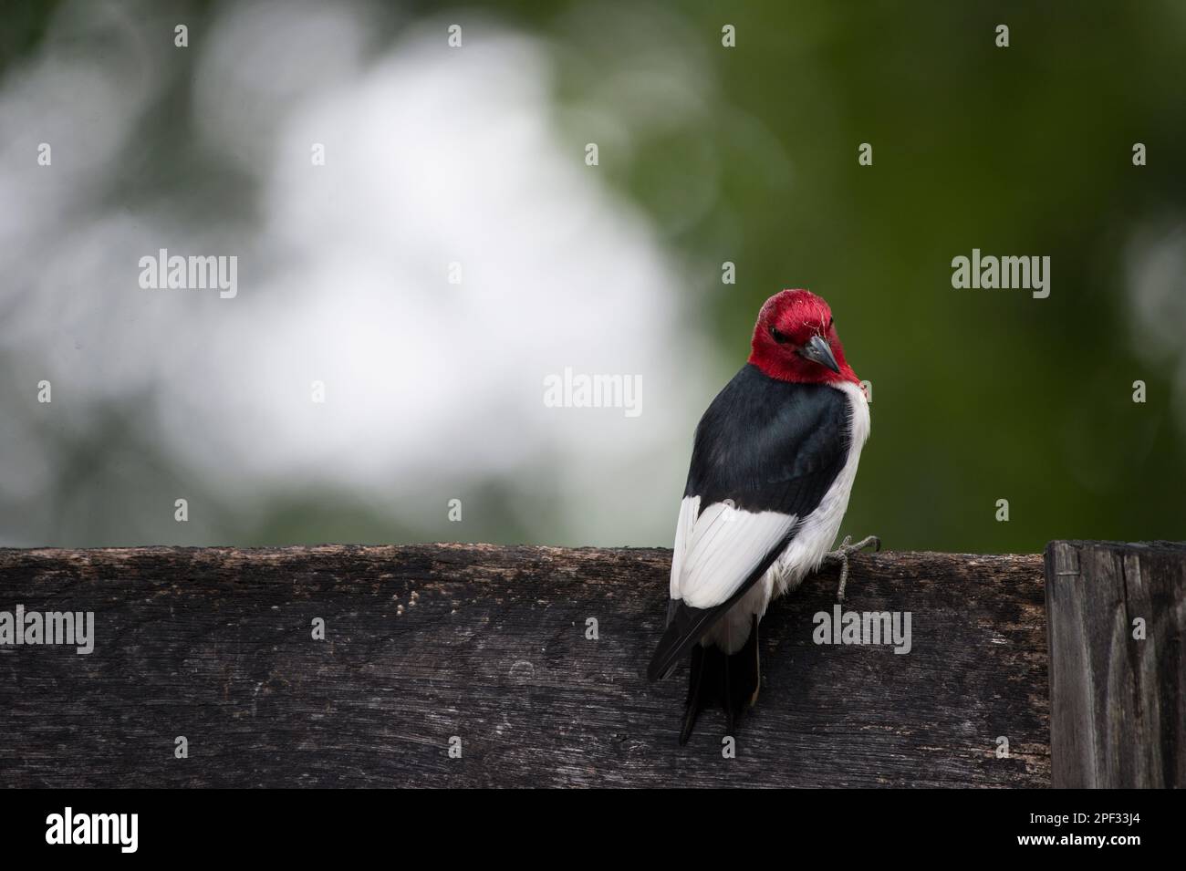 Stati Uniti - Giugno 10, 2019: Un raramente visto red-headed woodpecker feed da una recinzione lungo Foggy Bottom Road vicino al Bloomfield. L'uccello è un piccolo o Foto Stock