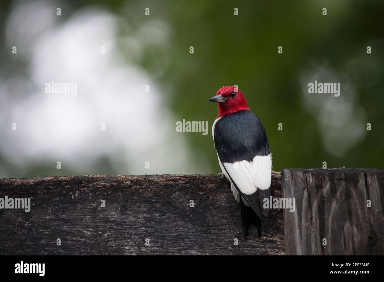 Stati Uniti - Giugno 10, 2019: Un raramente visto red-headed woodpecker feed da una recinzione lungo Foggy Bottom Road vicino al Bloomfield. L'uccello è un piccolo o Foto Stock