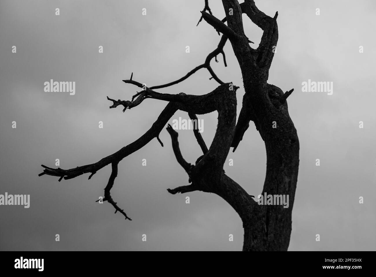 La silhouette nera dell'albero crea un contrasto sorprendente contro il cielo grigio soffuso Foto Stock
