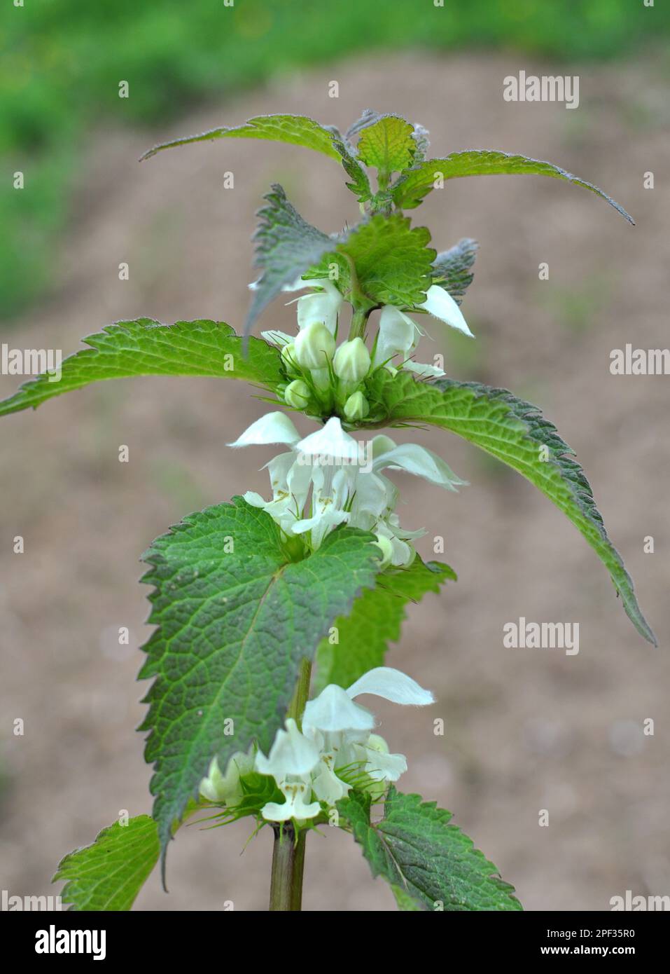 Fioritura in natura le nettle bianche sono sordomite (album Lamium) Foto Stock