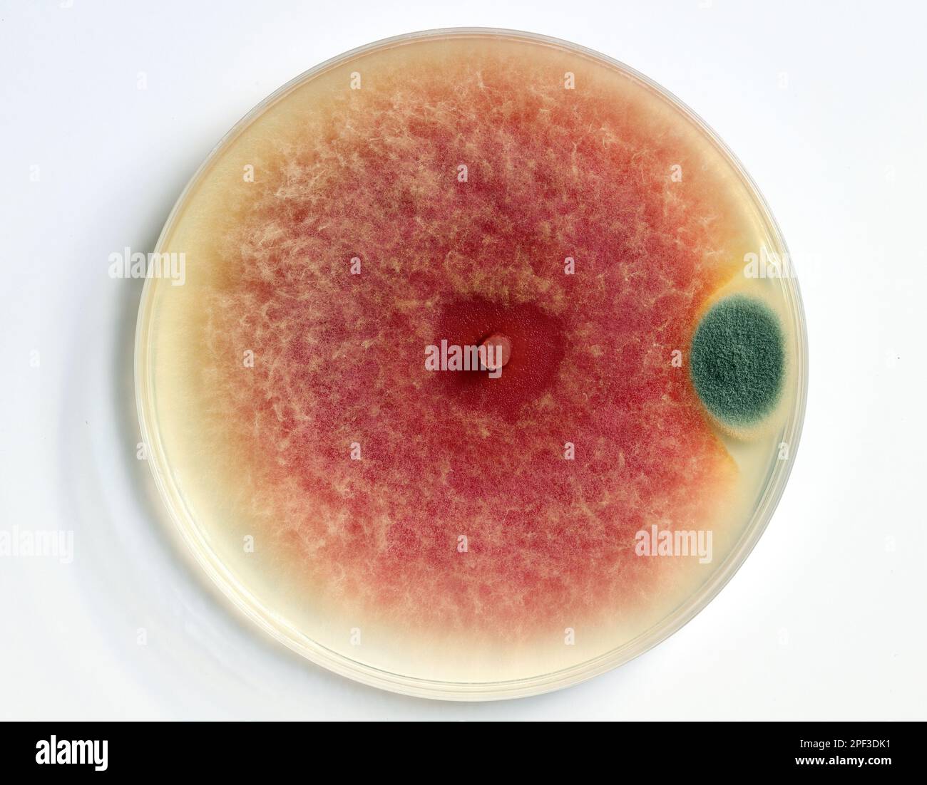 Capsule di Petri con la crescita della microflora. Studio locali igiene ristoranti. La sicurezza alimentare Foto Stock