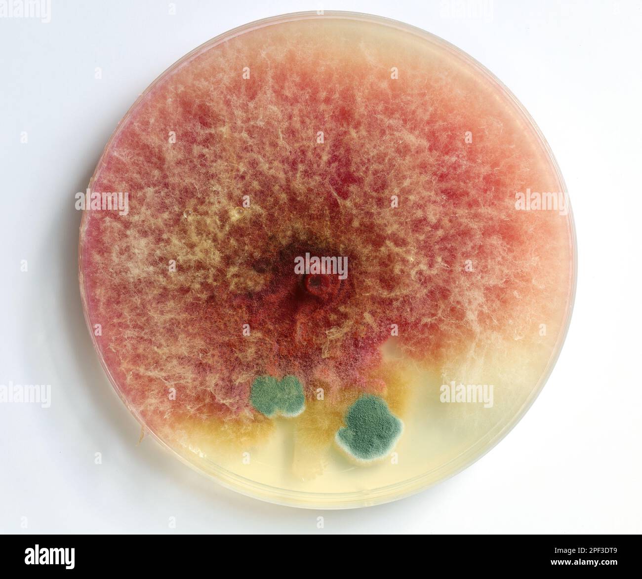 Primo piano di muffa che cresce in una capsula di Petri. Fusarium, Penicillium. Foto Stock