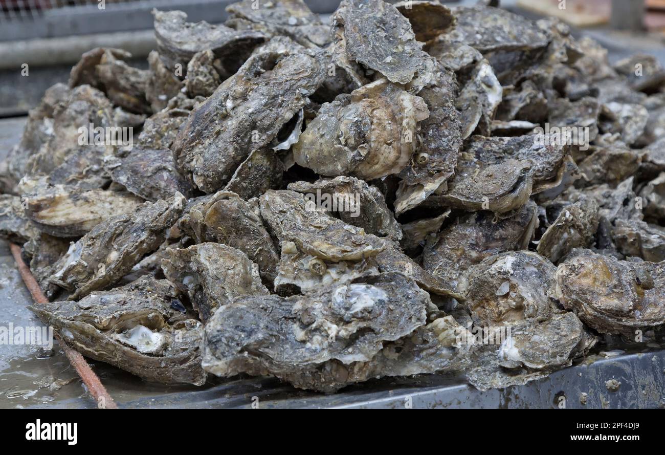 Ostriche raccolte 'Crassostrea virginica', preparandosi a scopare, Gulf Coast, Texas, Foto Stock