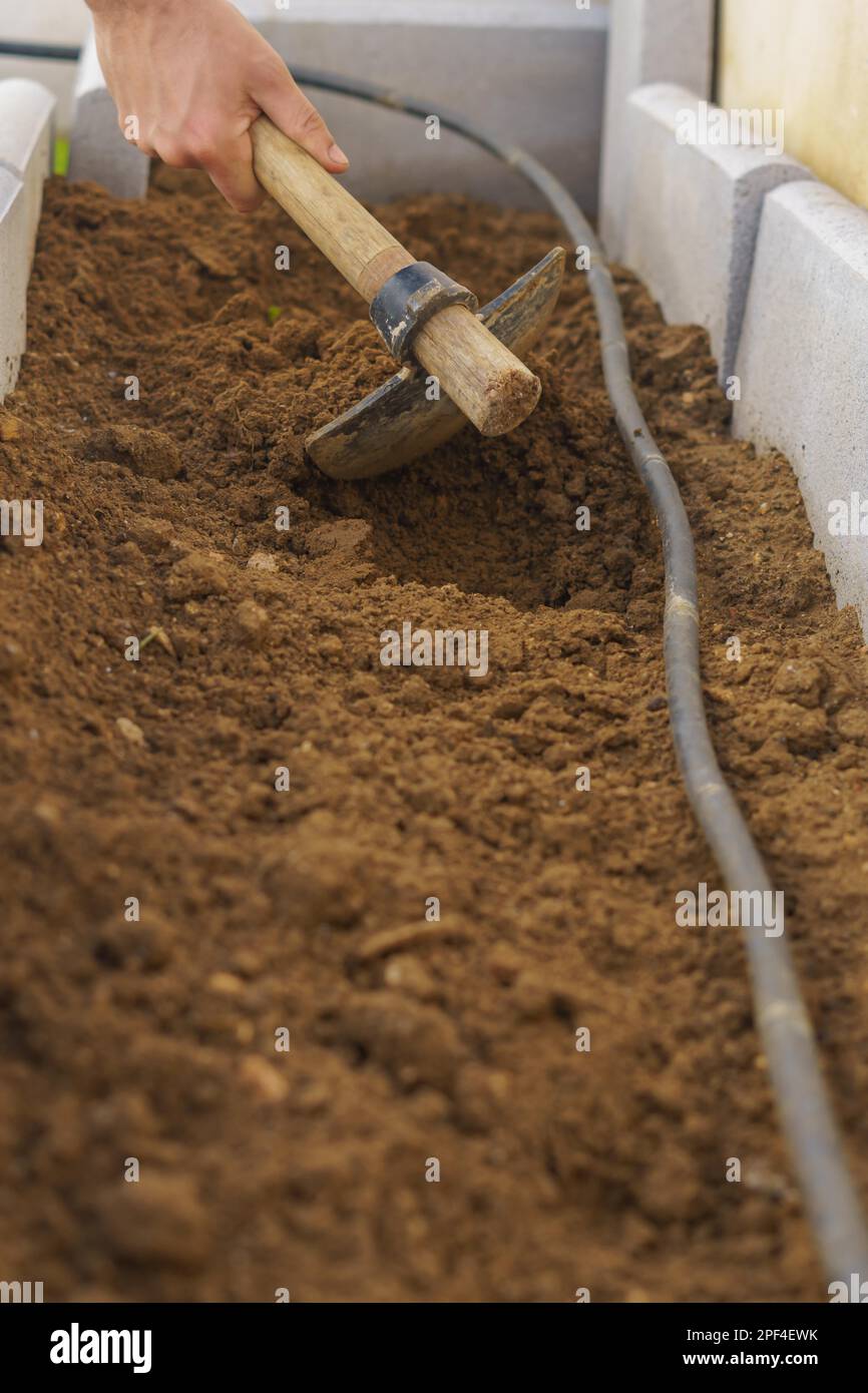 Coltivatore che scava il terreno con una zappa nel suo orto biologico con sistema di irrigazione a goccia Foto Stock