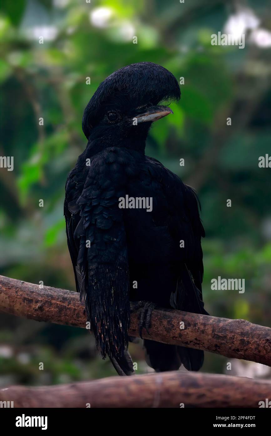 Uccello di ombrello con palma lunga (Cephalopterus penduliger), adulto, su albero, Colombia, Sud America Foto Stock