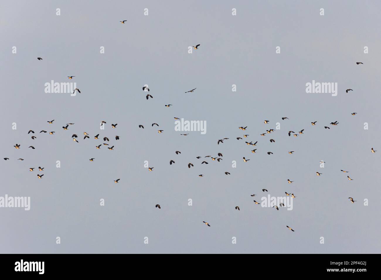 Il lapwing settentrionale (Vanellus vanellus), il gregge in volo, il lago Hornborga, Vaestergoetland, Svezia Foto Stock