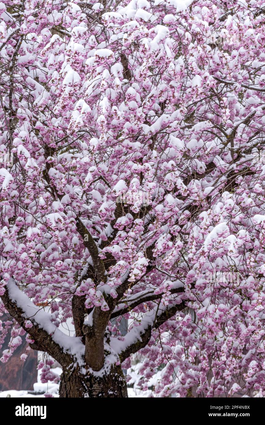 Mela fiorita (Malus domestica) mela, fiori rosa ricoperti di neve, esordio invernale in primavera, sfondo, Marzling, alta Baviera, Baviera Foto Stock