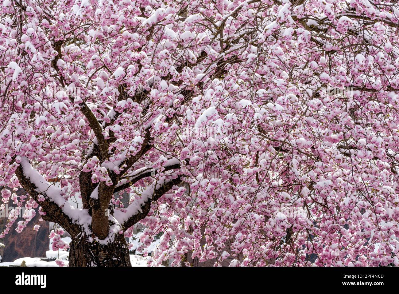 Mela fiorita (Malus domestica) mela, fiori rosa ricoperti di neve, esordio invernale in primavera, sfondo, Marzling, alta Baviera, Baviera Foto Stock