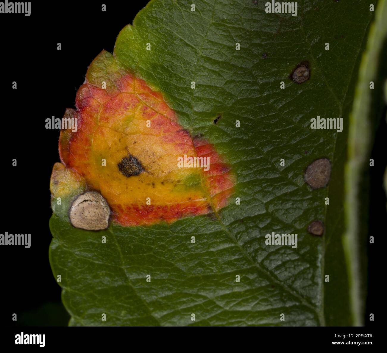 Mela coltivata (Malus domestica) 'McIntosh', primo piano di foglia, con Frogeye (Sphaeropsis sp.) Leaf Spot, Ottawa, Ontario, Canada Foto Stock