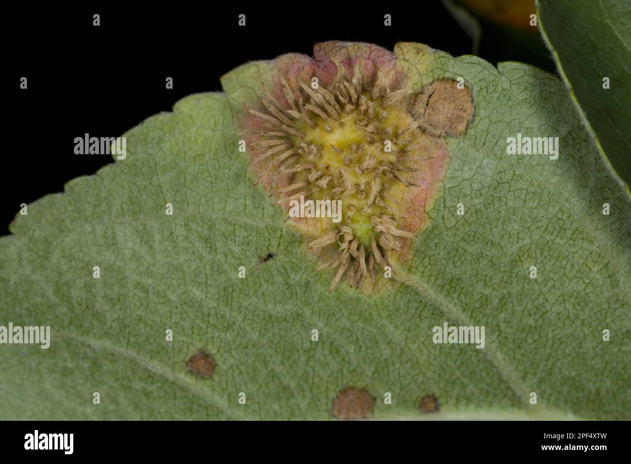 Mela coltivata (Malus domestica) 'McIntosh', primo piano del lato inferiore della foglia, con Frogeye (Sphaeropsis sp.) Spot Leaf con spore visibili, Ottawa Foto Stock