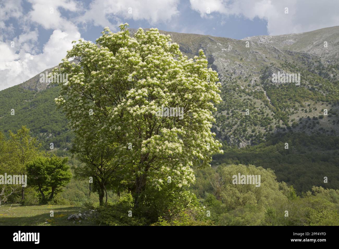 Cenere di manna (Fraxinus ornus), fioritura, coltivata nel sito Valle di montagna, Val Fondillo, Abruzzo N. P. Italia Foto Stock