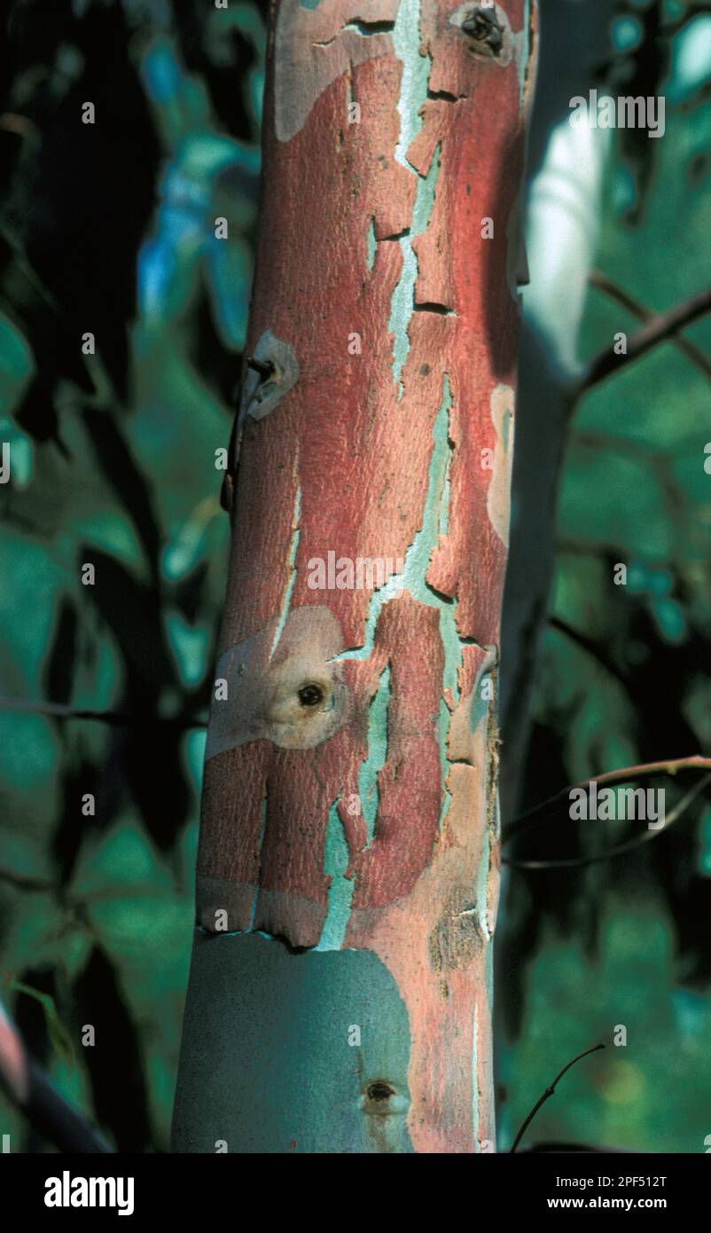 Eucalipto (Eucalipto camal dulensis) primo piano del tronco, con peeling alla corteccia Foto Stock