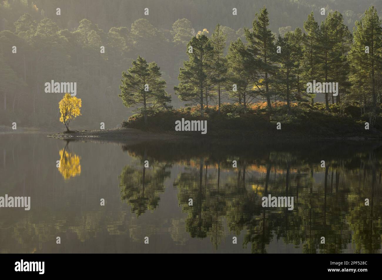 Pino scozzese (Pinus sylvestris) e betulla warty (Betula pendula) foresta sulla riva del lago di acqua dolce, Loch Beinn A' Meadhoin, Glen Affric Foto Stock