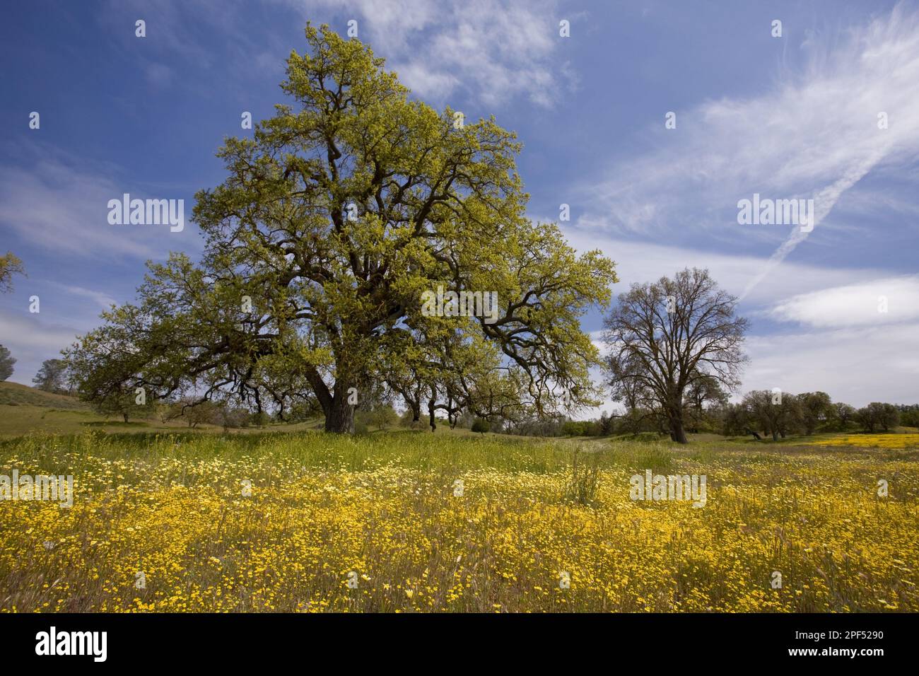 Abito di crescita di roble (Quercus lobata), con punte ordinate (Layia sp.) E campi d'oro (Lasthenia sp.), Shell Creek, vicino a San Luis Obispo, utricularia Foto Stock