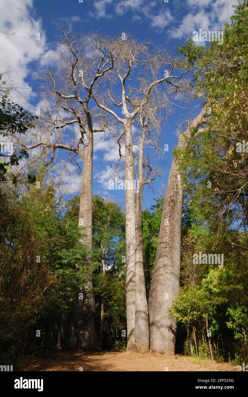 Abito gigante del Madagascar Baobab (Adansonia madagascariensis), che cresce in habitat boschivo secco deciduo, Ankarafantsika N. P. Madagascar nord-occidentale Foto Stock