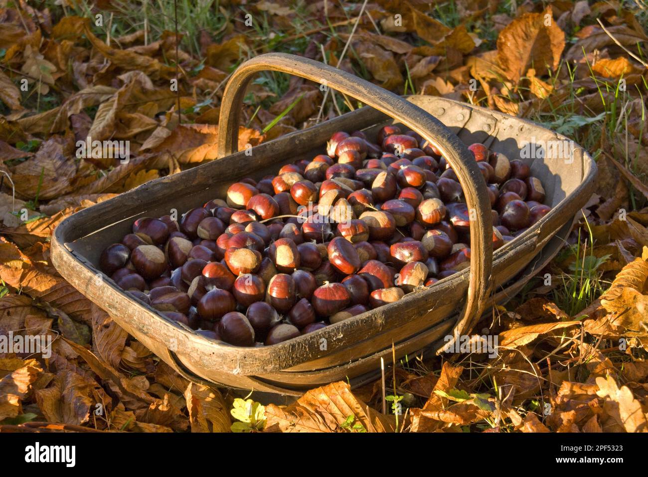 Castagne dolci, castagne dolci o spagnole, castagne, faggi, castagne dolci o spagnole Foto Stock