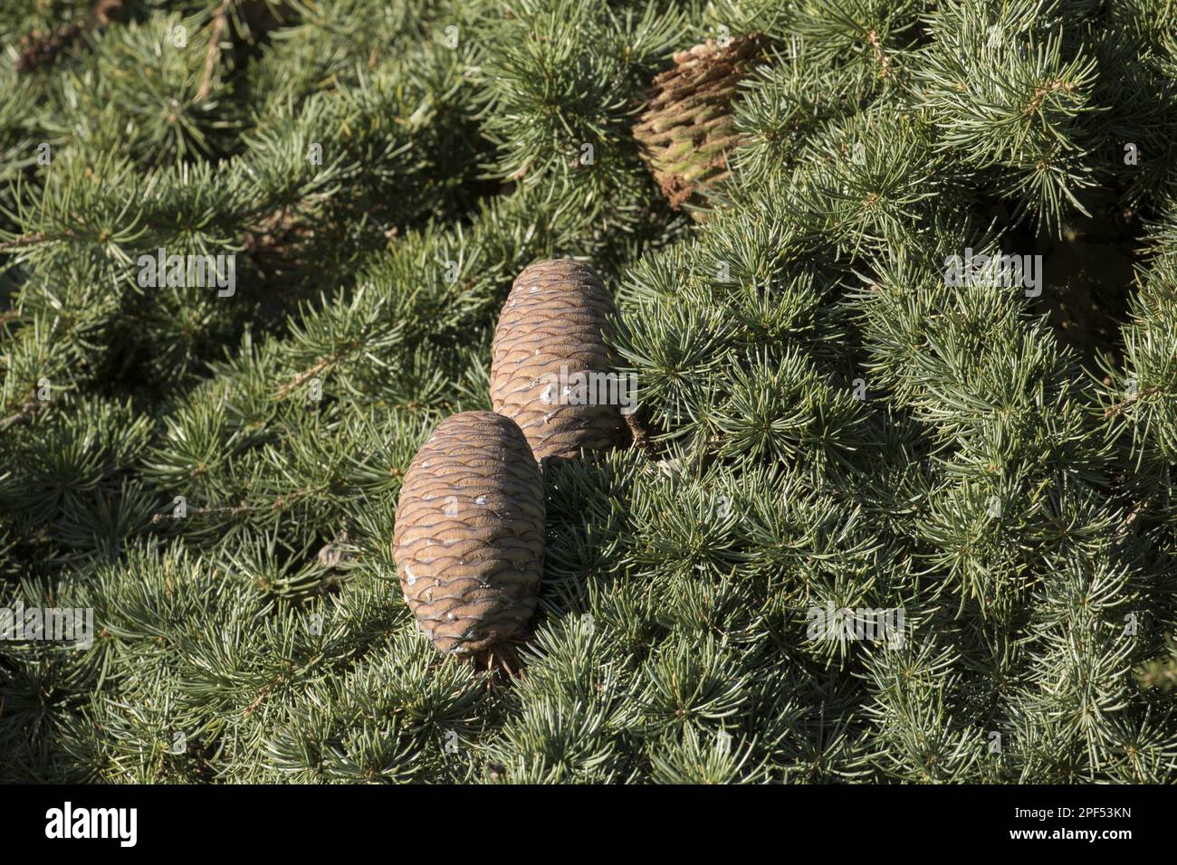 Cedro (Cedrus) del Libano coni libani. Boulge, Suffolk Foto Stock