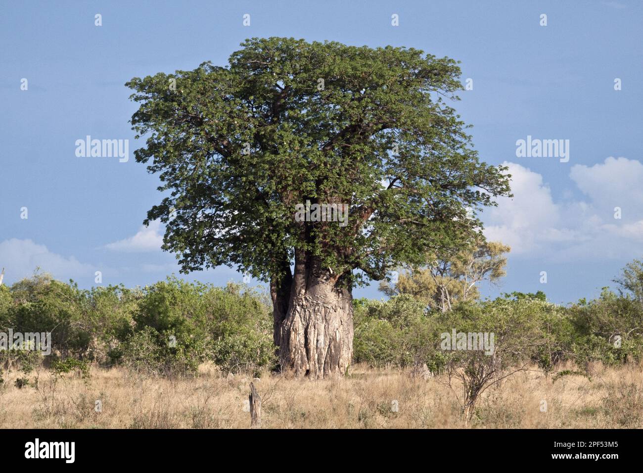 Un grande Baobab (Adansonia digitale) albero in foglia, Botswana Foto Stock