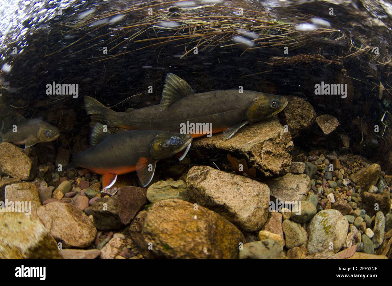 Salici artici (Salvelinus alpinus) maschi e femmine adulti, in colori riproduttivi, nuotando sott'acqua nel fiume che scorre nel lago glaciale durante la riproduzione Foto Stock