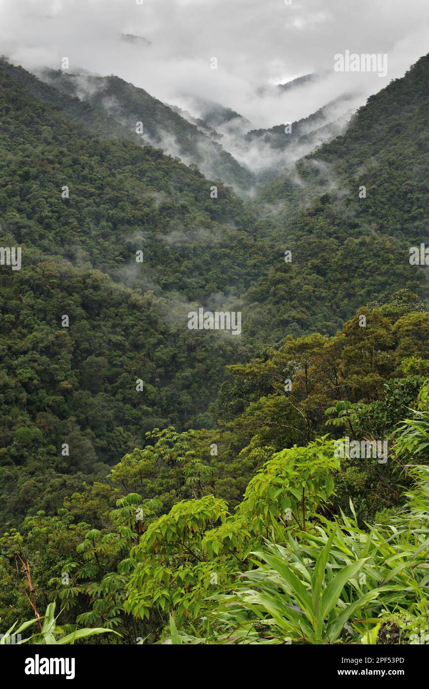 Vista dell'habitat della foresta pluviale di montagna, Ande peruviane, Perù Foto Stock