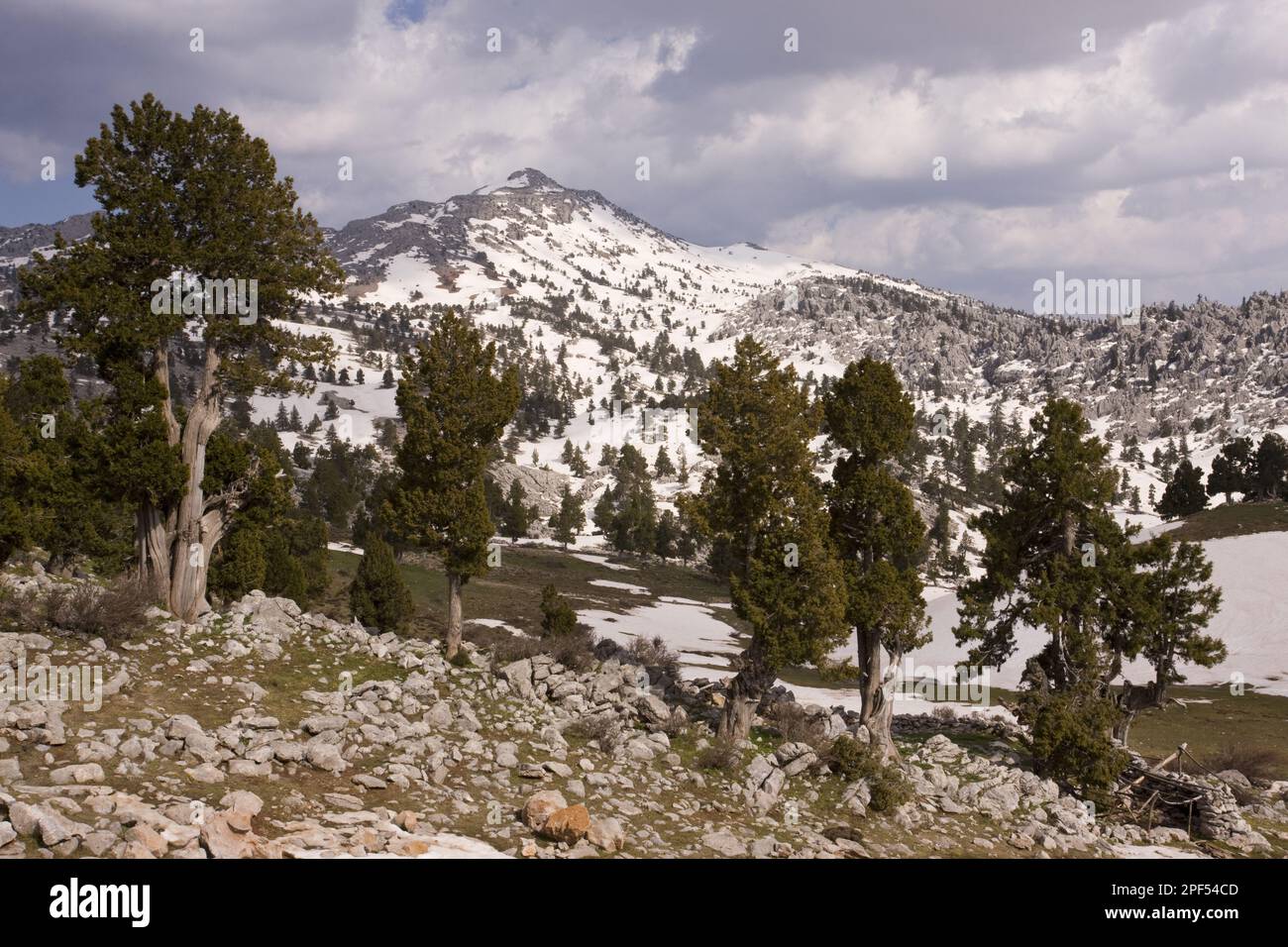 Grecian Juniper (Juniperus excelsa) vecchi alberi, resti di foresta in habitat carsico, Yaban Hayati N. P. Monti Taurus, Anatolia, Turchia meridionale Foto Stock