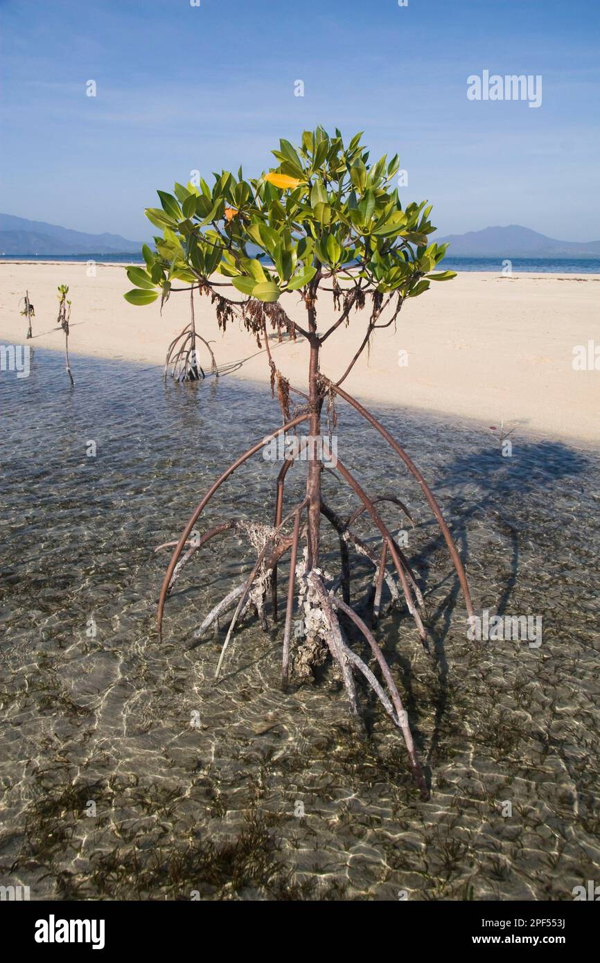 Mangrovie (Rhizophora sp.), forma di crescita, cresce in acque poco profonde, Isola di Palawan, Filippine Foto Stock
