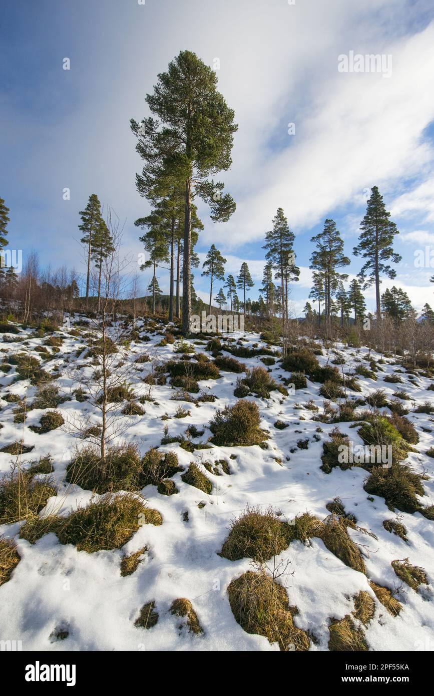 Pino scozzese (Pinus sylvestris) habitat forestale con rigenerazione naturale nella neve, Grampian Mountains, Highlands, Scozia, Regno Unito Foto Stock