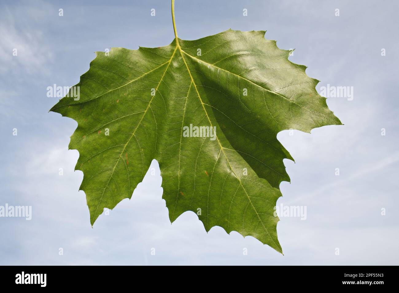 Piano londinese (Platanus x hispanica) primo piano della foglia, in giardino, Suffolk, Inghilterra, Regno Unito Foto Stock