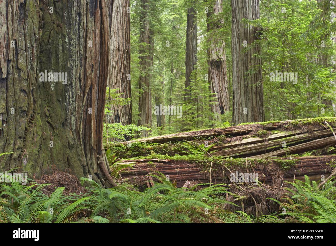 sequoie costiere (Sequoia sempervirens), sequoie costiere, famiglia Cypress, tronchi di sequoie costiere, in habitat forestale con tronchi marciume, Stout Grove Foto Stock