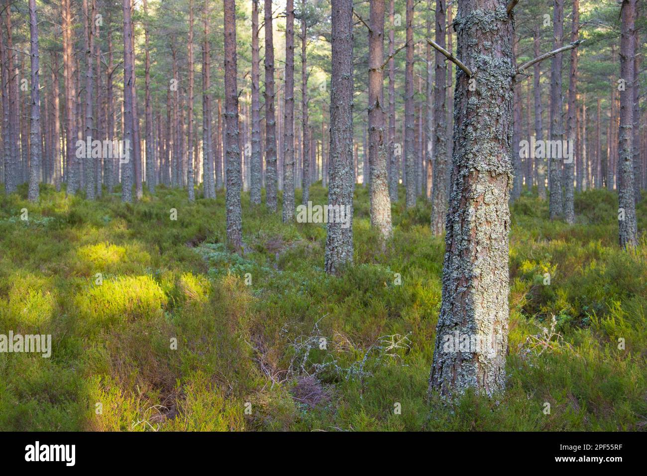 Pino scozzese (Pinus sylvestris) habitat forestale con strato di erica terra, Grampian Mountains, Highlands, Scozia, Regno Unito Foto Stock