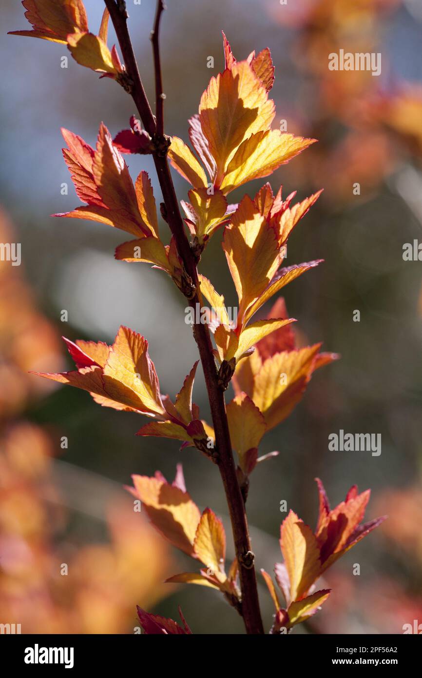 Spiraea giapponese (Spiraea japonica) 'Goldflame', primo piano della diffusione dei germogli all'inizio della primavera, nel giardino, Powys, Galles, Regno Unito Foto Stock