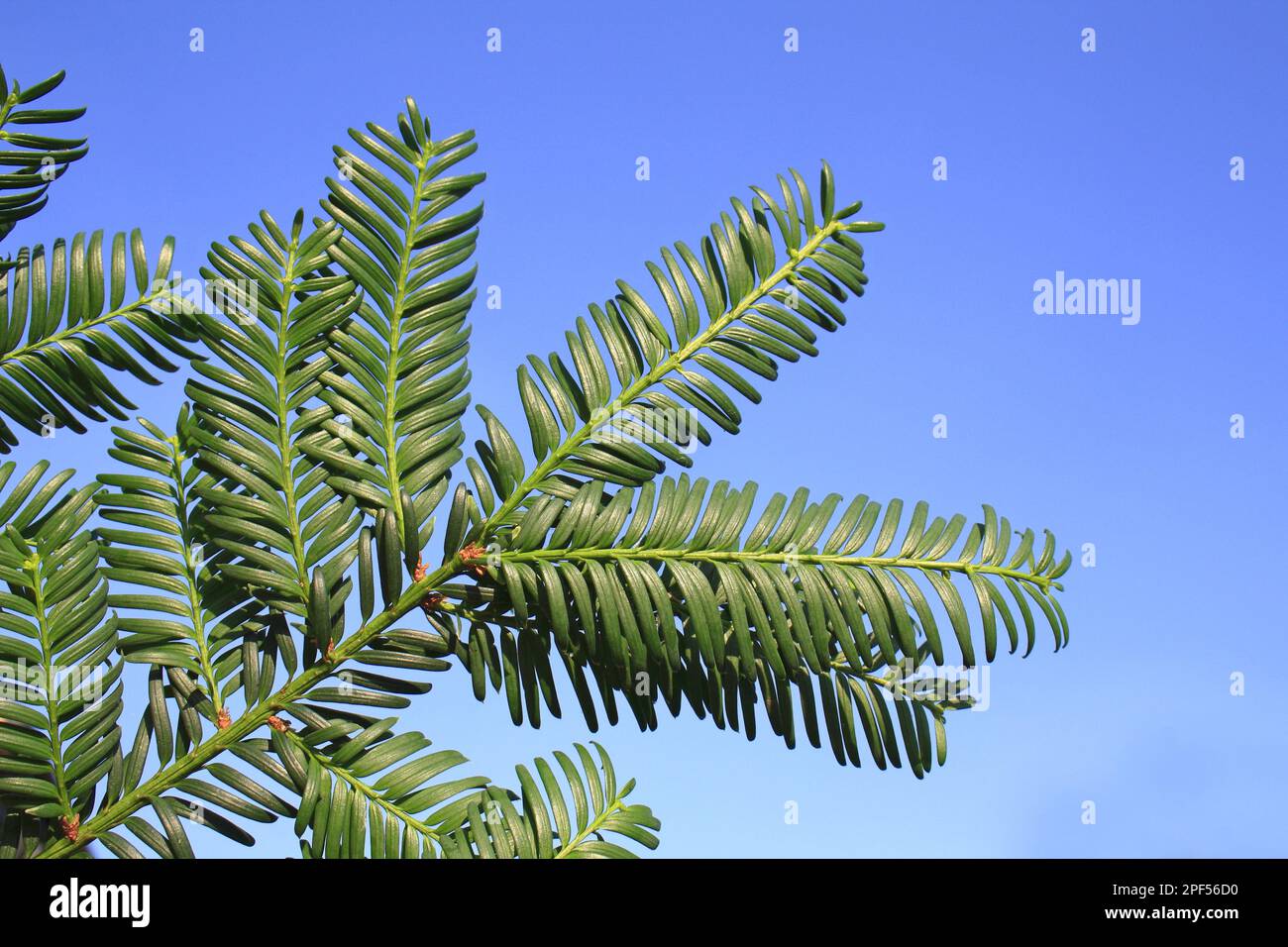 Yew comune (Taxus baccata) primo piano delle foglie, in giardino, Suffolk, Inghilterra, Regno Unito Foto Stock