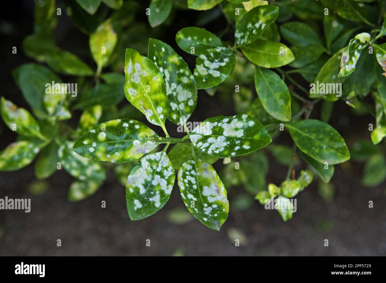 Macchie bianche sulle foglie immagini e fotografie stock ad alta  risoluzione - Alamy