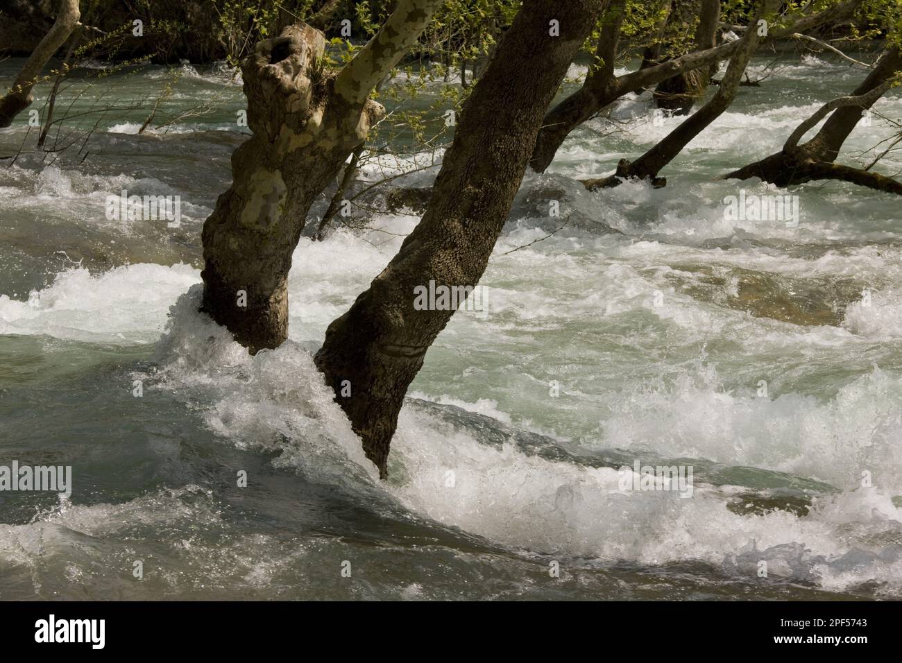 Piano orientale (Platanus orientalis), fiume alluvionale, con platani orientali, fiume Manavgat, Valle del fiume Manavgat, Monti Taurus, Anatolia Foto Stock