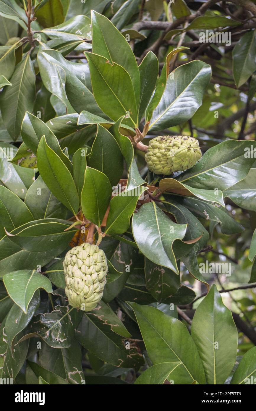 Evergreen o Magnolia meridionale (Magnolia grandiflora) foglia e frutta Foto Stock