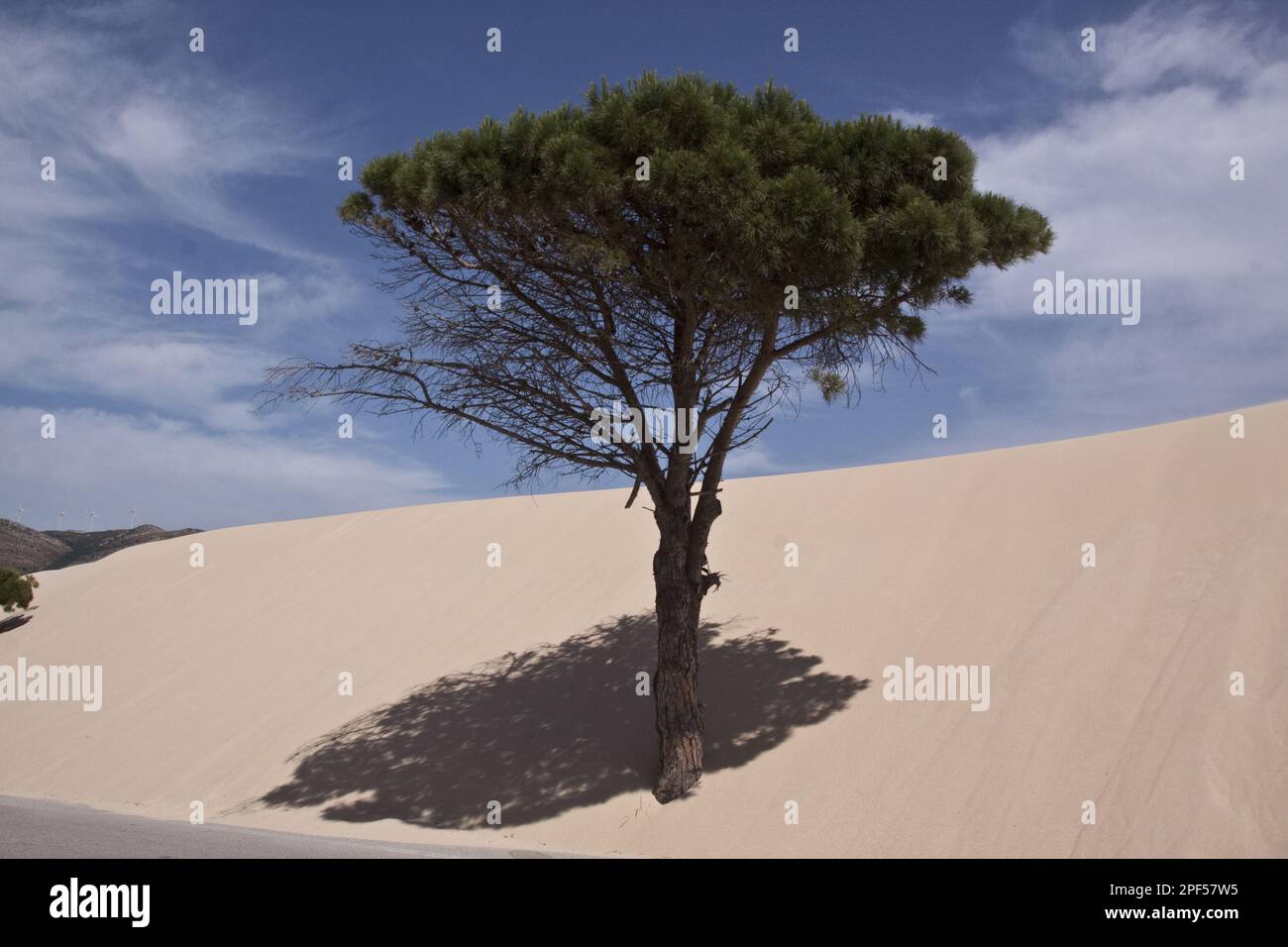 Pino, Pino pietra, Pino Mediterraneo, Pino Ombrella, Pino famiglia, I pini di pietra sono sommersi dalle dune di sabbia in movimento del Coto Donana Foto Stock