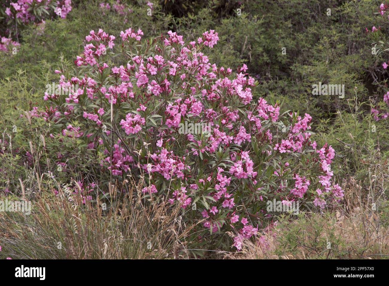 Oleandro, famiglia di veleni del cane, oleandro Nerium oleandro Foto Stock