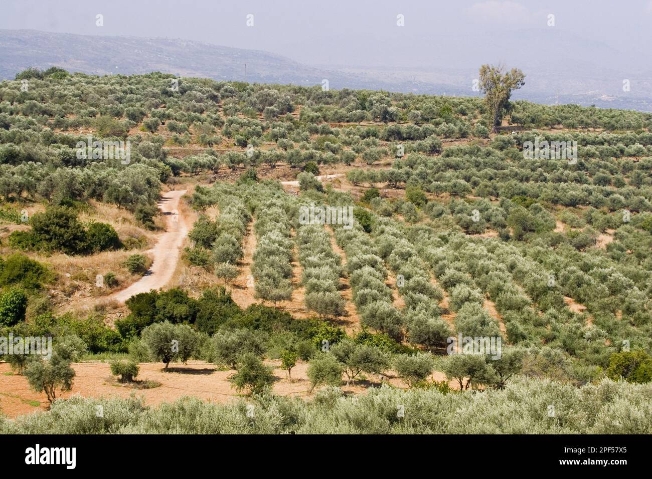 Ulivi che crescono sull'isola greca di Creta Foto Stock