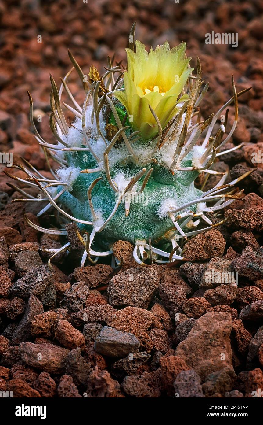 Turbinicarpus flaviflorus, Cacctacea. Cactus rari dal Messico. pianta succulenta ornamentale, giallo fiore Foto Stock