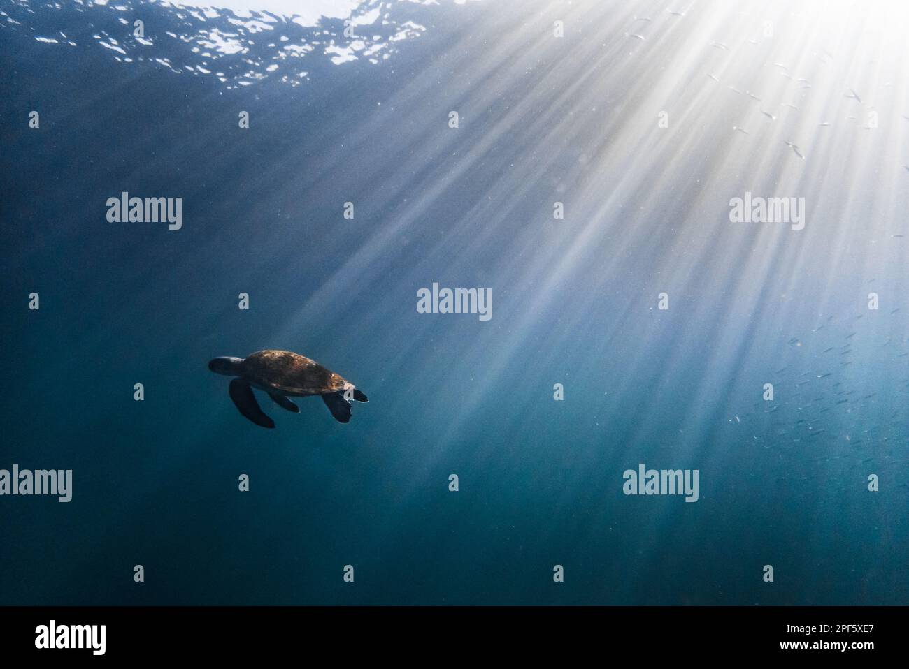Una tartaruga verde (Chelonia mydas) da Ilhabela, se Brasile Foto Stock