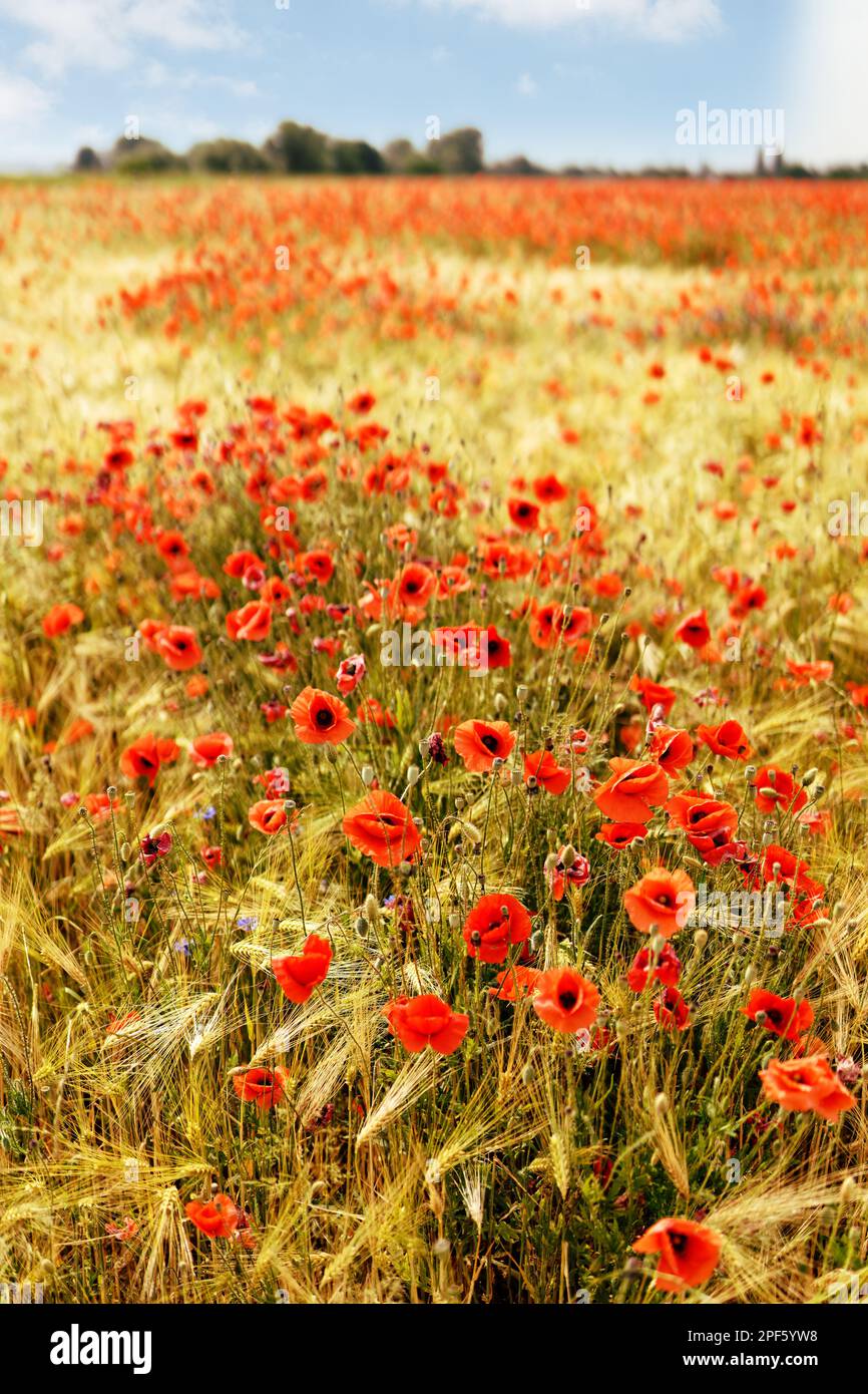 Vista su un campo di orzo in cui crescono innumerevoli papaveri rossi luminosi. Cielo blu con poche nuvole, atmosfera estiva. Primo piano nell'area di messa a fuoco, sfondo Foto Stock