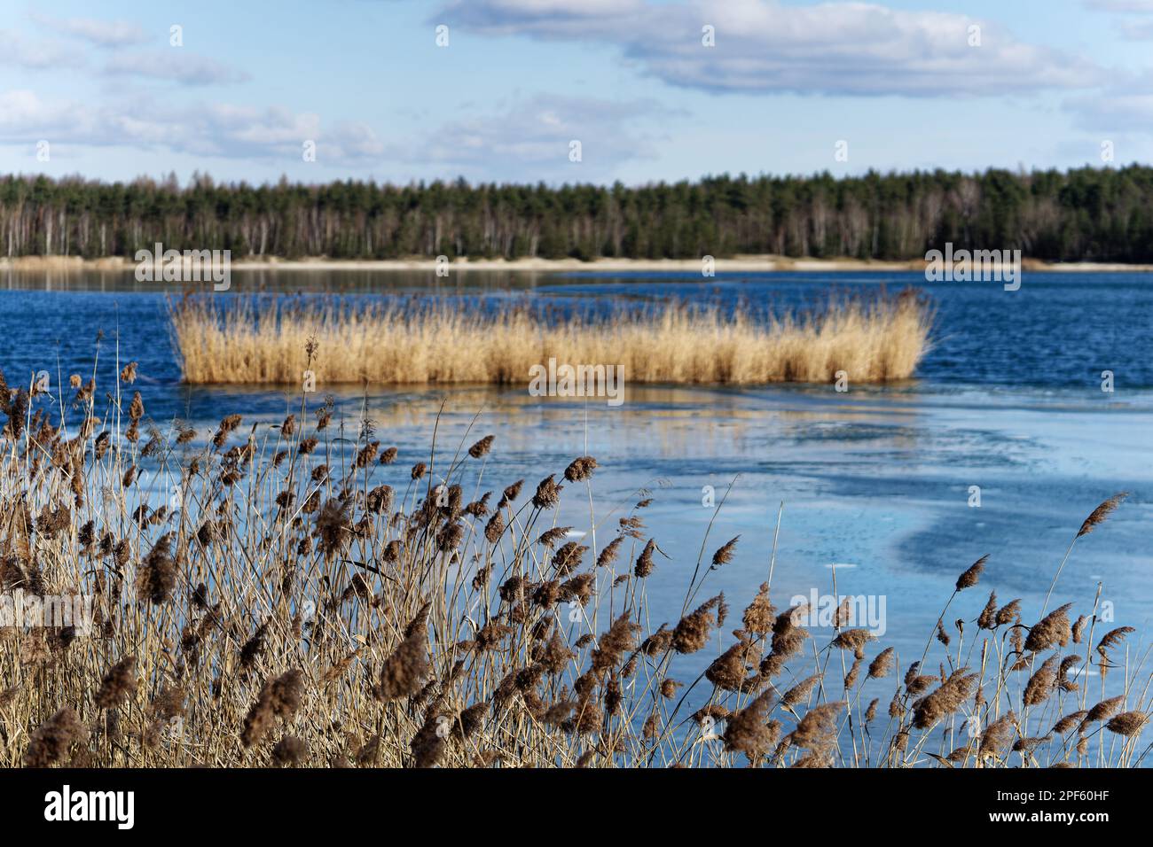 Erba di canna con suggestive infiorescenze sulla riva di un lago parzialmente coperto di ghiaccio, stagione invernale senza neve, tempo soleggiato, acqua blu brillante, Foto Stock