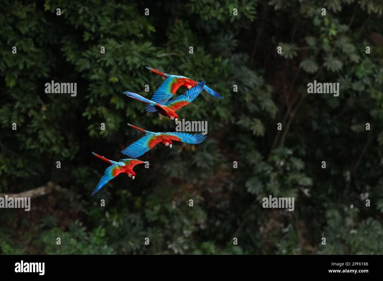 Un gruppo di Macaws Rosso-e-Verde (Ara chloropterus) in volo, Brasile centrale Foto Stock