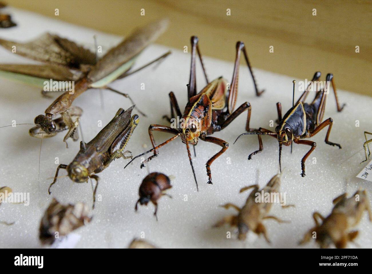 Two grasshoppers, center and right, and a ''Praying Mantis,'' far left ...