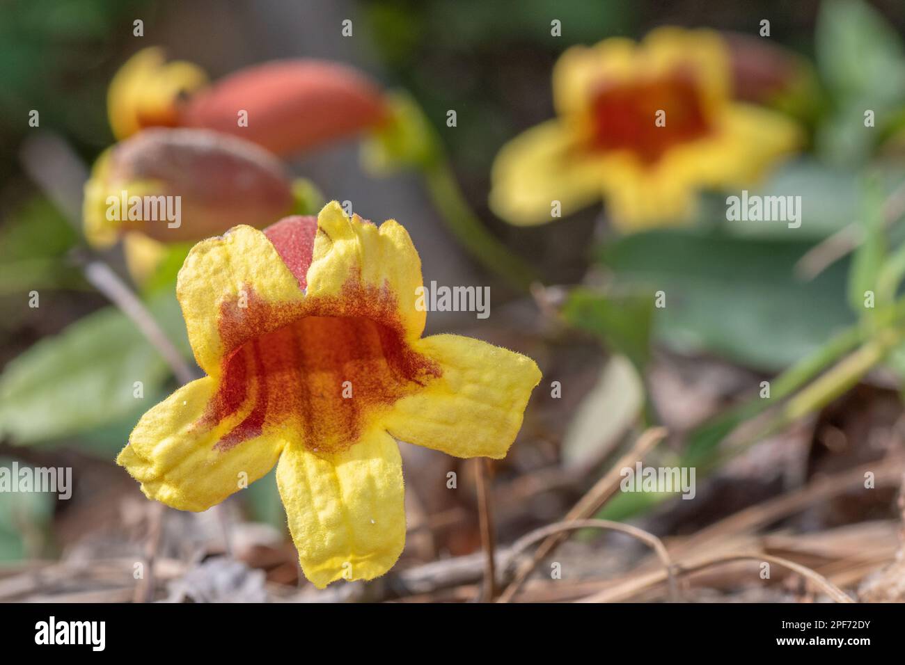 Crossvine ha fiori gialli e rossi luminosi e appare in primavera in Texas. Foto Stock