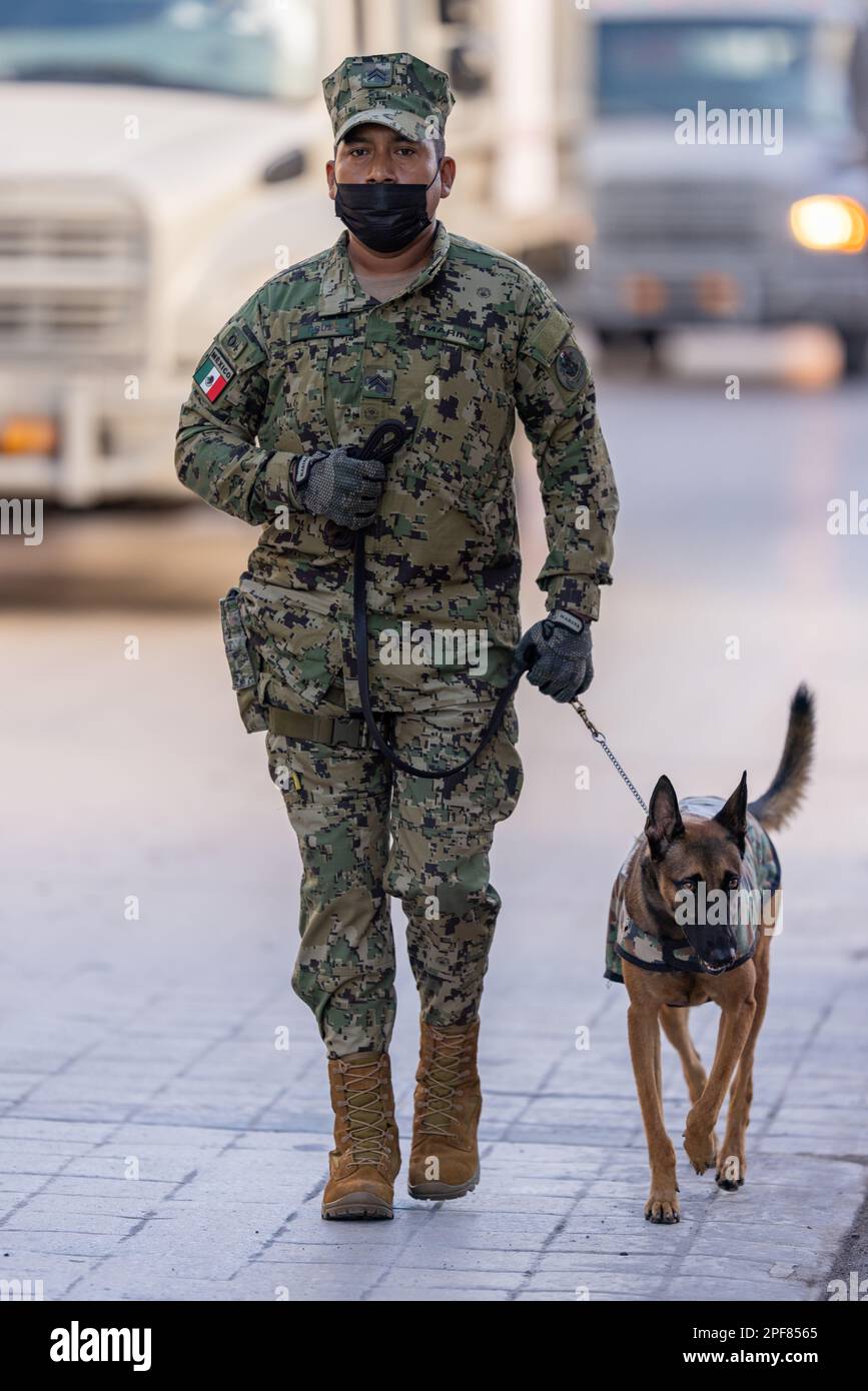 Matamoros, Tamaulipas, Messico - 16 settembre 2022: Desfile 16 de Septiembre, membro della Marina k-9 unità con il suo cane Foto Stock