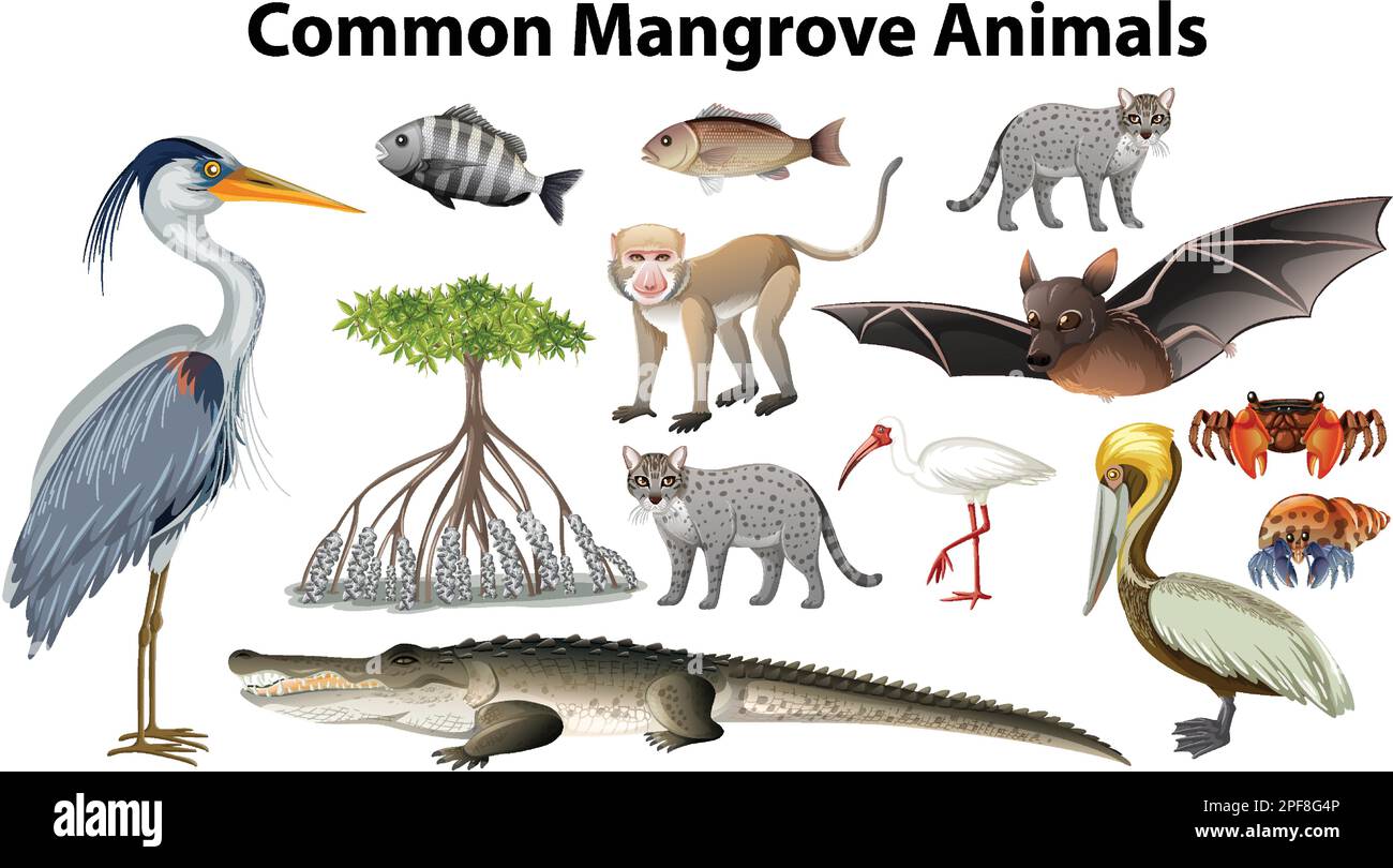 Illustrazione di raccolta di animali di mangrovie comuni Illustrazione Vettoriale
