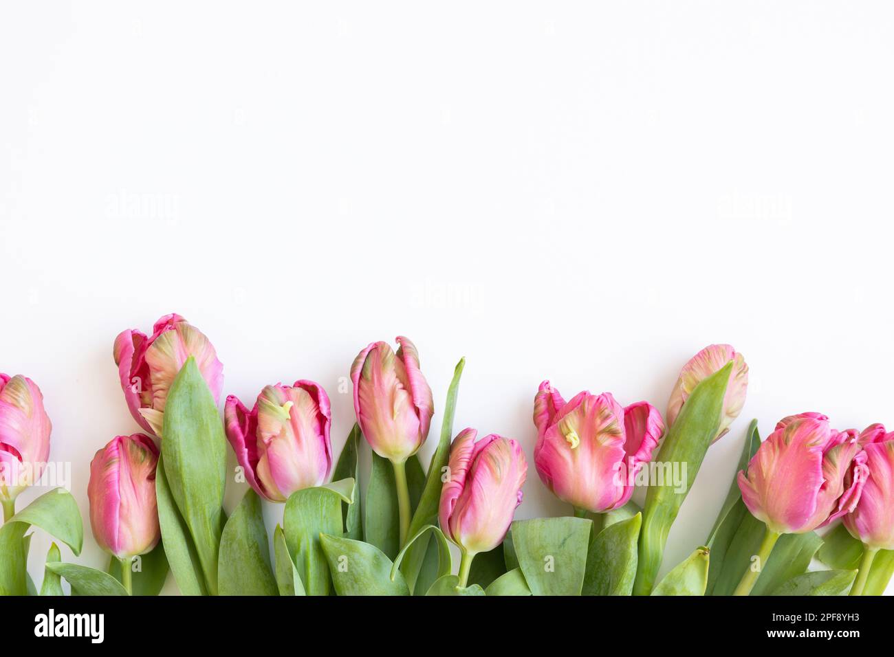 Bordo di tulipani di pappagallo rosa su sfondo bianco con spazio copia Foto Stock