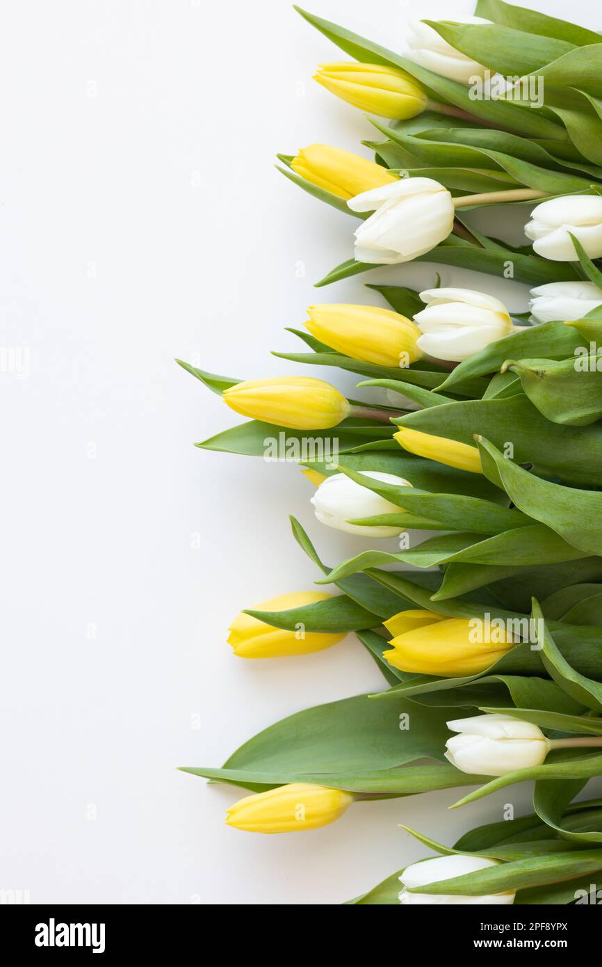 Tulipani bianchi e gialli su sfondo bianco con spazio copia Foto Stock